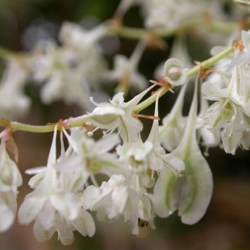 Aubert's Knöterich P9/C1