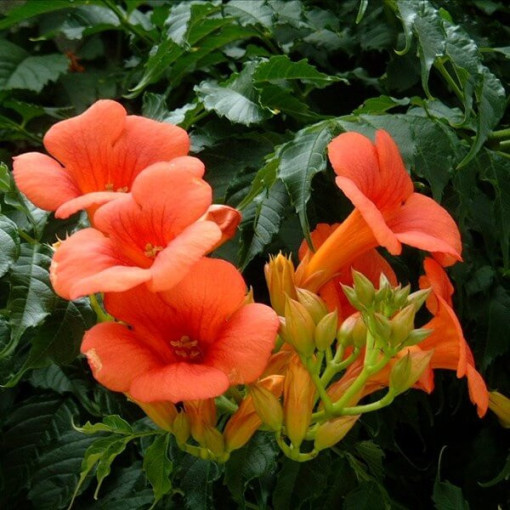 Amerikanische Trompetenblume Gabor Topf, 4l
