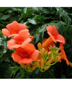 Amerikanische Trompetenblume Gabor Topf, 4l