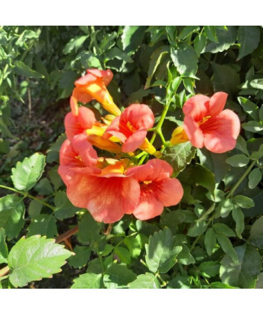 Amerikanische Trompetenblume Gabor Topf, 4l