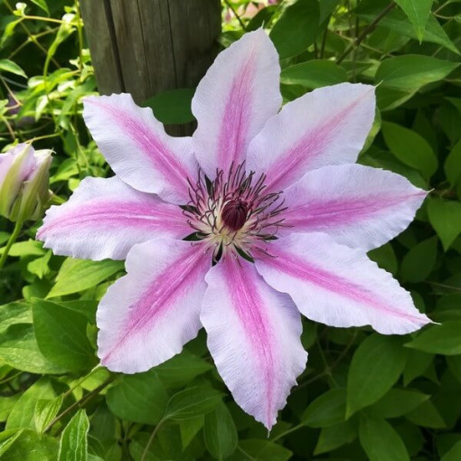 Clematis Nelly Moser (großblumig) Topf 4L