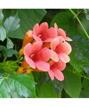 Trompetenblume (Campsis radicans) P9/C1