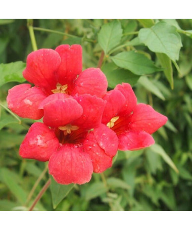 Trompetenblume (Campsis radicans) P9/C1