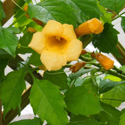Amerikanische Trompetenblume Judy Topf, 4l