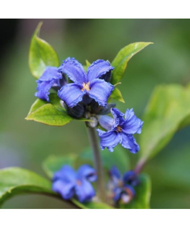 Clematis Cassandra (mehrjährig) DUFTEND Topf 4L