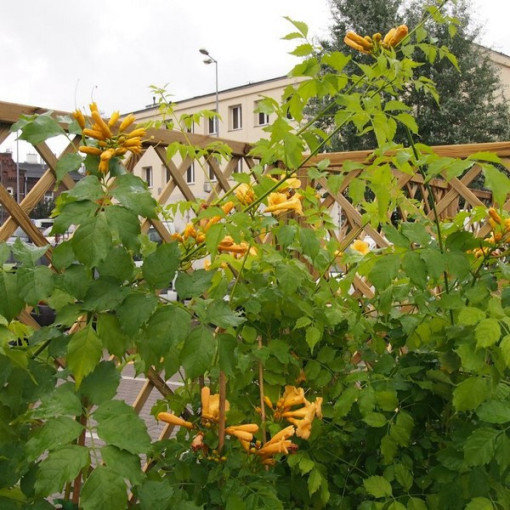 Amerikanische Trompetenblume Judy Topf, 4l