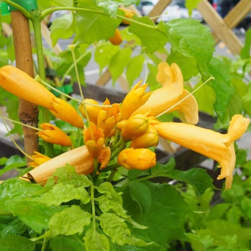 Amerikanische Trompetenblume Judy Topf, 4l