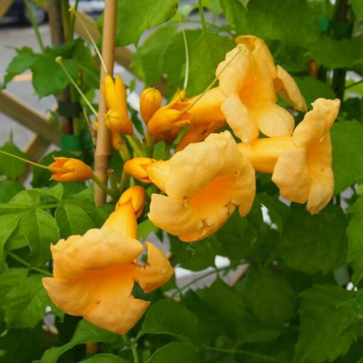 Amerikanische Trompetenblume Judy Topf, 4l