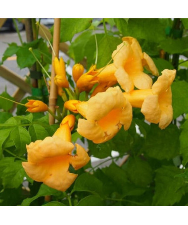 Amerikanische Trompetenblume Judy Topf, 2l