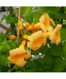 Amerikanische Trompetenblume Judy Topf, 2l