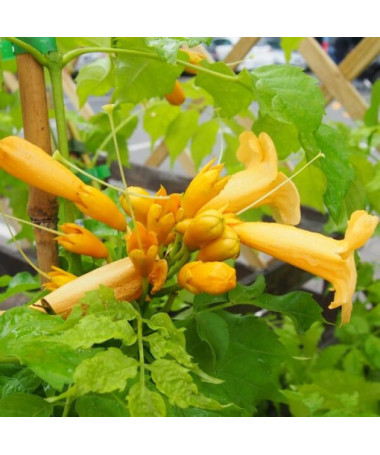Amerikanische Trompetenblume Judy Topf, 2l