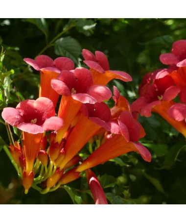 Amerikanische Trompetenblume Gabor 2L Topf