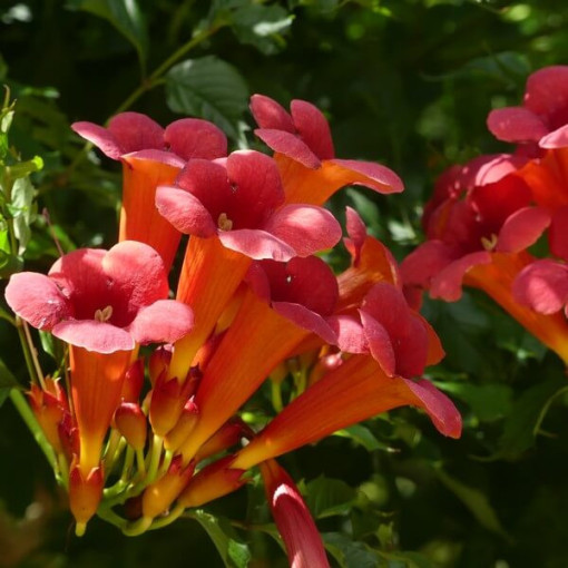 Amerikanische Trompetenblume Gabor 2L Topf