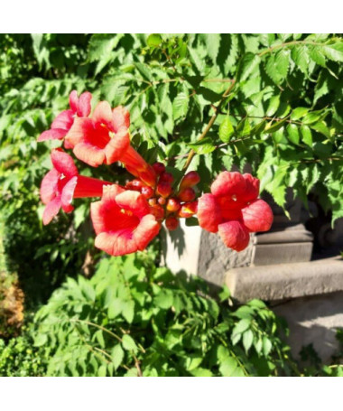 Amerikanische Trompetenblume Gabor 2L Topf