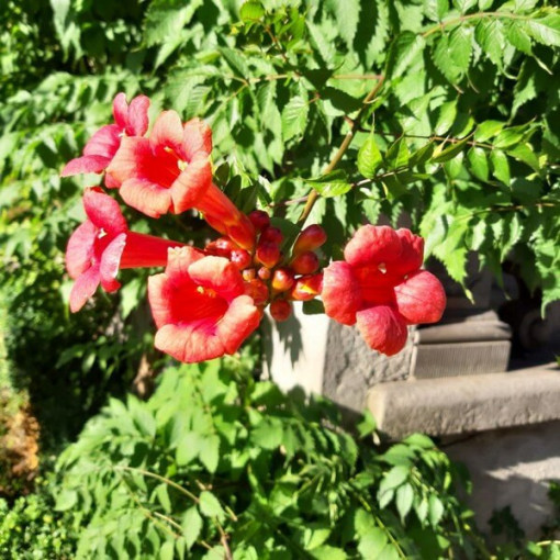 Amerikanische Trompetenblume Gabor 2L Topf