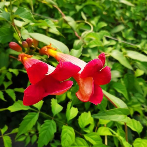 Amerikanische Trompetenblume Gabor 2L Topf