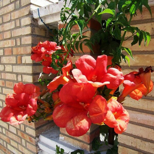Amerikanische Trompetenblume Gabor 2L Topf