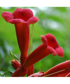 Amerikanische Trompetenblume Gabor P9/C1