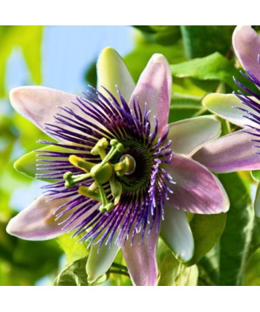 Passionsblume (Passiflora) 'Purple Haze' P9/C1