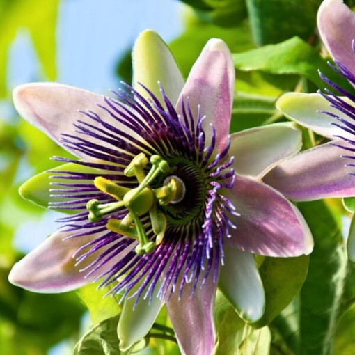 Passionsblume (Passiflora) 'Purple Haze' P9/C1