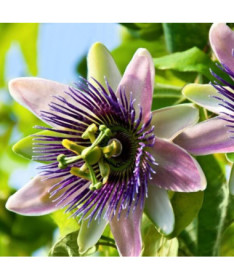 Passionsblume (Passiflora) 'Purple Haze' P9/C1