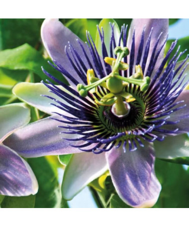 Passionsblume (Passiflora) 'Purple Haze' P9/C1