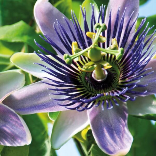 Passionsblume (Passiflora) 'Purple Haze' P9/C1