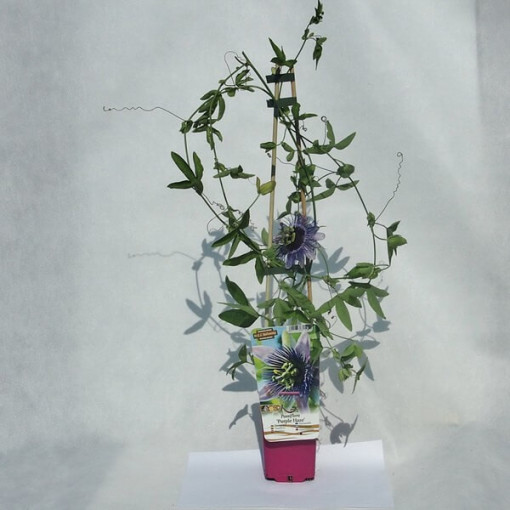 Passionsblume (Passiflora) 'Purple Haze' P9/C1
