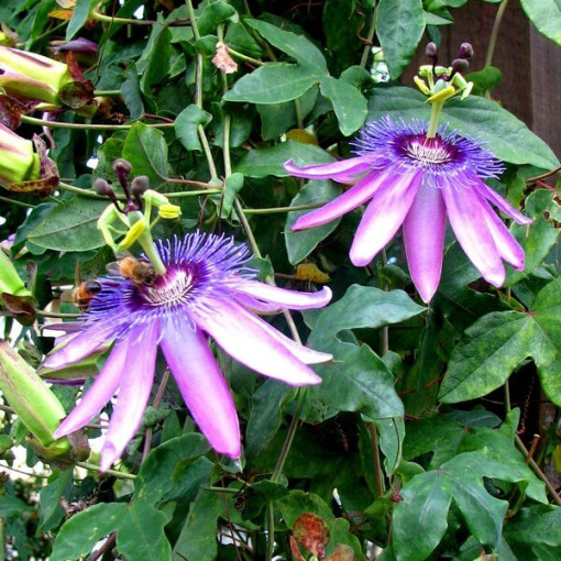 Passionsblume (Passiflora) 'Violacea' P9/C1