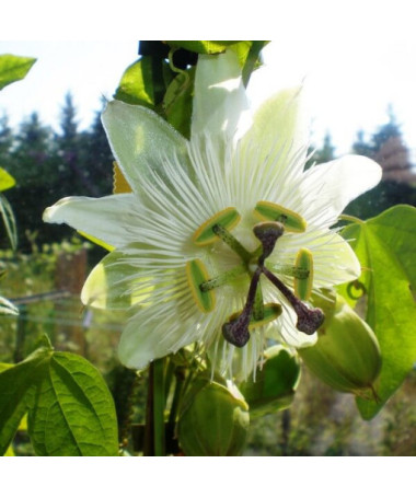 Passionsblume (Passiflora) 'Constance Elliott' P9/C1