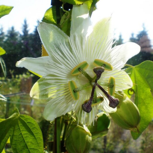 Passionsblume (Passiflora) 'Constance Elliott' P9/C1