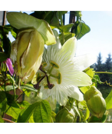 Passionsblume (Passiflora) 'Constance Elliott' P9/C1