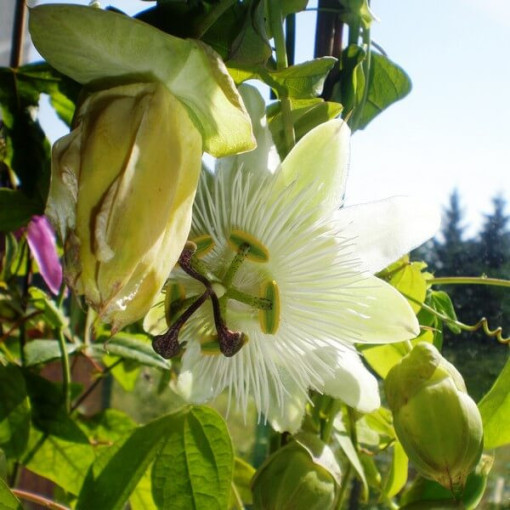 Passionsblume (Passiflora) 'Constance Elliott' P9/C1