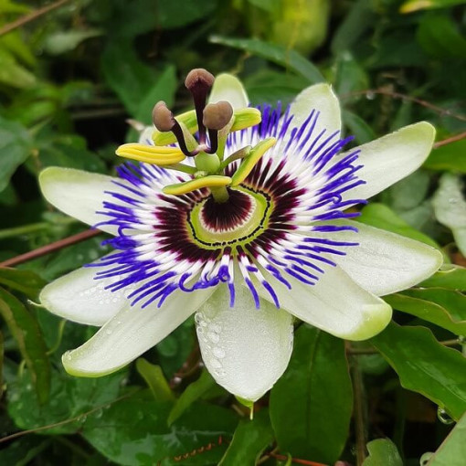 Passionsblume (Passiflora) 'Caerulea' P9/C1