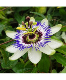 Passionsblume (Passiflora) 'Caerulea' P9/C1