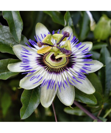 Passionsblume (Passiflora) 'Caerulea' P9/C1