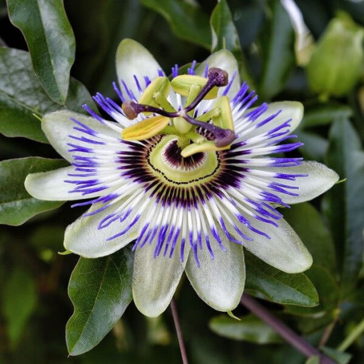 Passionsblume (Passiflora) 'Caerulea' P9/C1