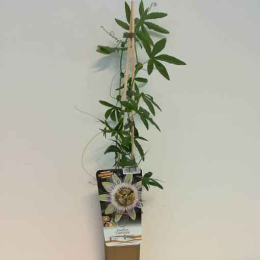 Passionsblume (Passiflora) 'Caerulea' P9/C1