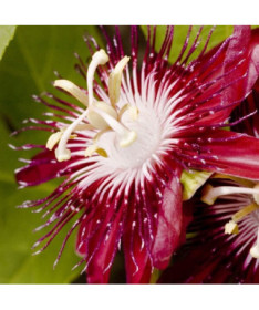 Passionsblume (Passiflora) 'Victoria' P9/C1