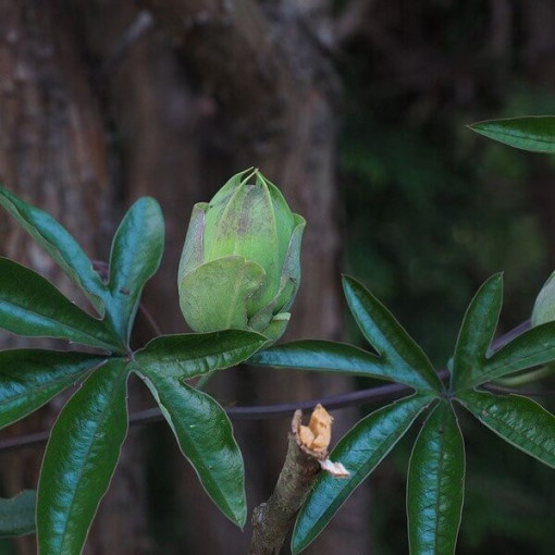 Passionsblume (Passiflora) 'Victoria' P9/C1