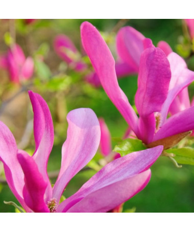 Magnolie 'Susan' Topf, 2l