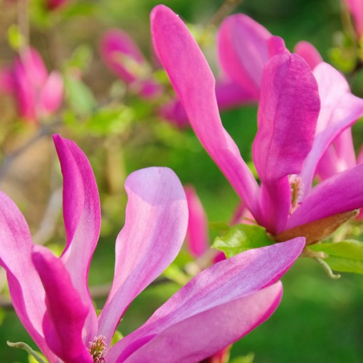 Magnolie 'Susan' Topf, 2l