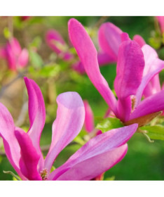 Magnolie 'Susan' Topf, 2l