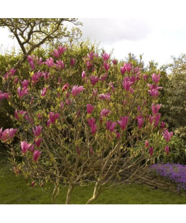 Magnolie 'Susan' Topf, 2l