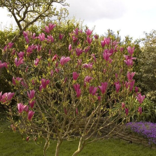 Magnolie 'Susan' Topf, 2l