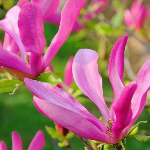 Magnolie 'Susan' Topf, 2l