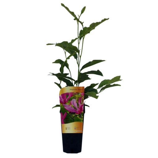 Magnolie 'Susan' Topf, 2l