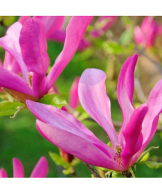 Magnolie 'Susan' P9/C1