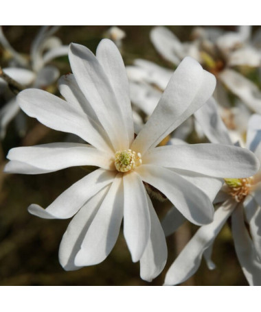 Magnolie Stellata P9, 2L