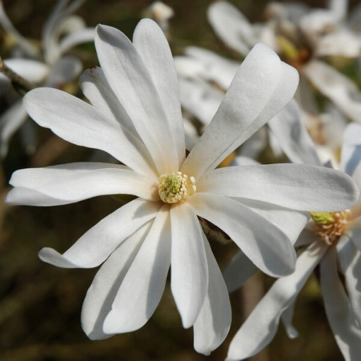 Magnolie Stellata P9, 2L